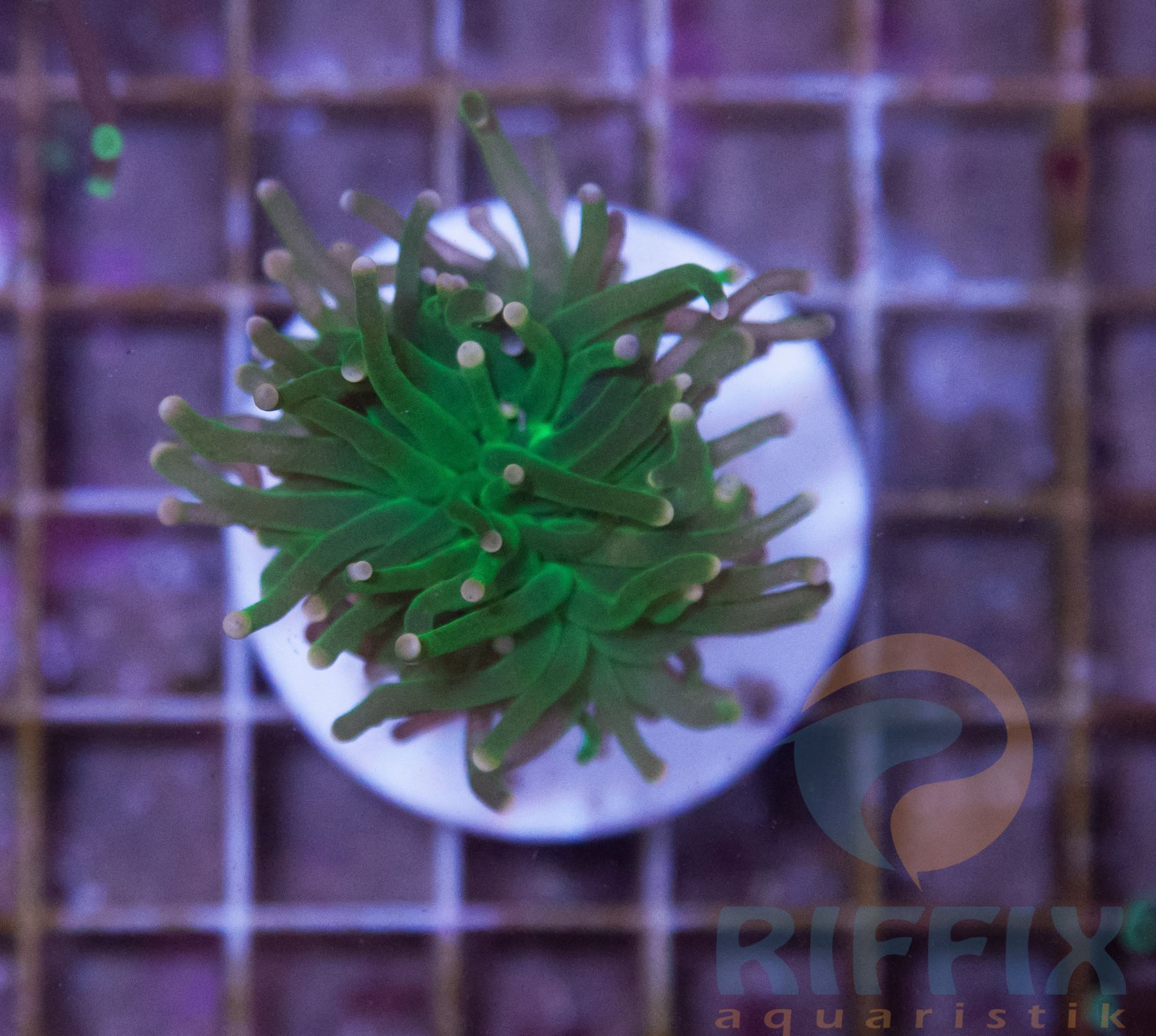 Euphyllia glabrescens (Premium)